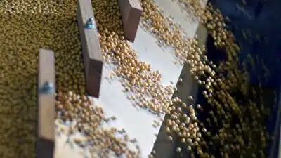 China bate recorde em importação de soja em 2025 e compra EUA após trégua comercial