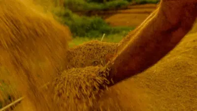 Mirim Doce (SC) Declara Capital Nacional do “Melhor Arroz” em 2026