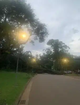 Queda de árvore em parque de SP causa ferimentos e resgate com helicóptero