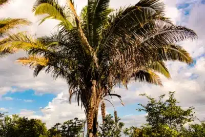 Cimento Apodi Inova com Biomassa de Carnaúba e Impulsiona Economia no Ceará