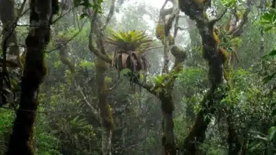 Bromélias-tanque: Pesquisadores da Unicamp descobrem nova dinâmica ecológica na restinga