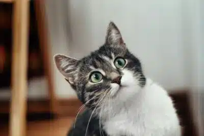 Gatos Usam Cheiro para Identificar Tutores, Revela Estudo Científico