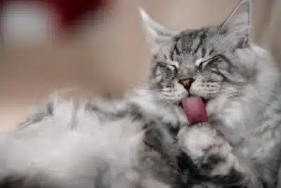 Gato lambe tutor: entenda os motivos por trás desse comportamento peculiar