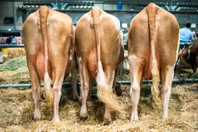 China impõe limites a importação de carne brasileira e frigoríficos podem reduzir produção