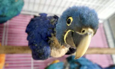 Brasil Sob Ataque: Tráfico de Animais Silvestres Lucra Bilhões Anualmente!