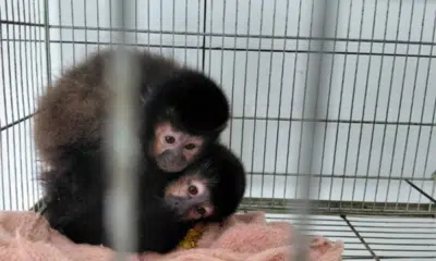 Ibama e Polícia Militar Ambiental Alertam: Tráfico de Animais Silvestres Ameaça Fauna Brasileira!