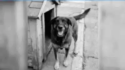 Santa Catarina e Paraná chocados: Espancamento e eutanásia de cães expõem brutalidade!