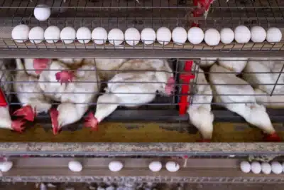 México recebe investimento bilionário da Pilgrim’s na indústria de frango