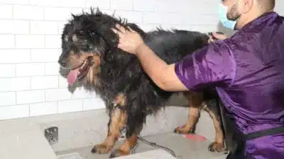 IBGE divulga: Setor de serviços no Brasil cresce, mas atinge novo patamar em outubro de 2025