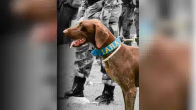 Iara, cadela do Corpo de Bombeiros, morre em busca de crianças no Maranhão