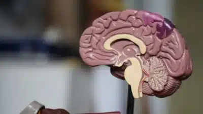 Pesquisadores da UnB investigam veneno de vespa contra Alzheimer