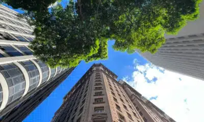 São Paulo: Plantio de Árvores Não Resolve Crise Climática, Alertam Estudos