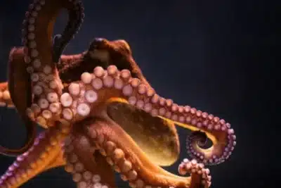 Pele Sintética Inspirada em Polvos: Inovação que Surpreende Cientistas