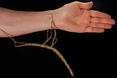 Estudo global revela que cores de alerta e camuflagem dependem do ambiente e da predação