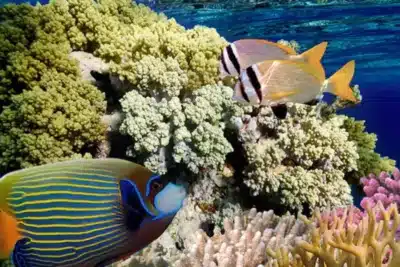 Acidificação dos Oceanos: Intervenções e Desafios Globais em 2025