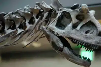 Tiranossauro Rex: Novo Estudo Revela Expectativa de Vida Surpreendente!