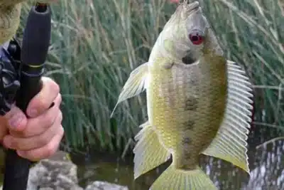 MAPA autoriza importação de tilápia do Vietnã após controvérsia sanitária