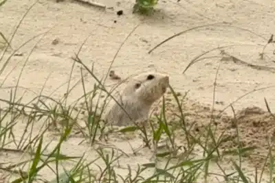 Tuco-Tuco-das-Dunas: Novo Avistamento em Imbé Chama Atenção de Especialistas