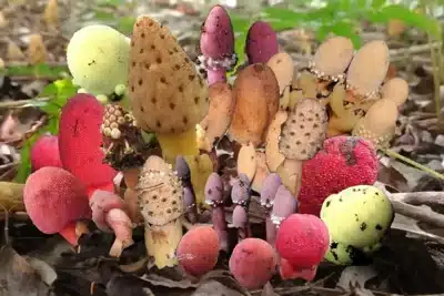 Pesquisadores investigam Balanophora: planta que desafia a biologia das plantas