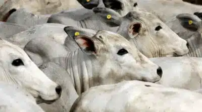 Boi atinge recorde histórico: preço dispara e surpreende mercado interno!