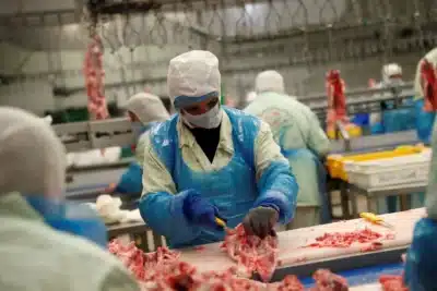 Brasil bate recorde de abatezão animal em 2025: dados chocantes revelados!