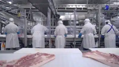 Minerva S.A. Eleva Capital com Bônus e Aumenta Confiança dos Investidores!