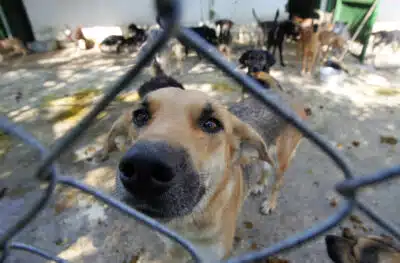 Câmara dos Deputados em Debate: Crise de Projetos sobre Bem-Estar Animal!