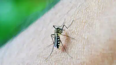 Brasil em Alerta: Projeção de 1,8 Milhão de Casos de Dengue Ameaça em 2025-2026!