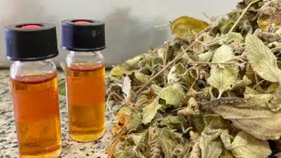 Alecrim-do-Mato: Nova Fonte de Renda e Desenvolvimento Sustentável no Semiárido