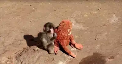 Macaco e seu Amigo de Pelúcia: História comovente encanta visitantes no Zoológico de Tóquio!