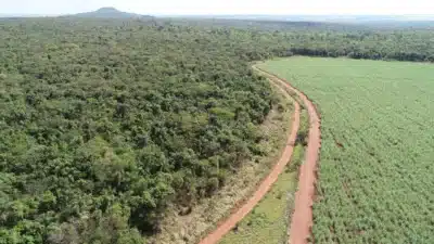 Governo de SP Investe R$ 10 Milhões na Restauração da Mata Atlântica no Pontal do Paranapanema