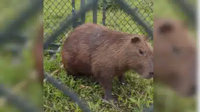 Capivara em Risco: Resgate Surpreendente no Rio Pinheiros em SP!
