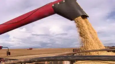 Brasil quebra recorde histórico na produção de soja com 180 milhões de toneladas!