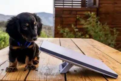 Starlink Mini: A Revolução Portátil da Internet via Satélite Chega ao Brasil!