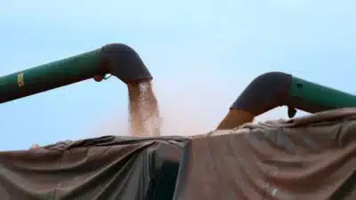 Paraná: Atraso na Colheita de Soja Desestabiliza Mercado Nacional em 2026