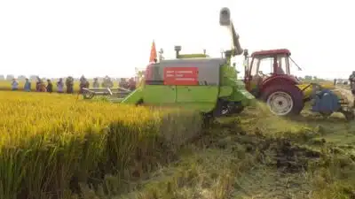 China em Busca Desesperada de Segurança Alimentar: Plano “Documento nº 1” Revelado!