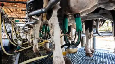 Leite Brasileiro em Crise: Oferta Explodiu e Mercado se Afunda em 2026!