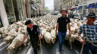 Frágil Equilíbrio: Governo Francês Autoriza Abate de Lobos para Proteger Fazendas