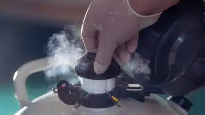 Inseminação Artificial: Mercado Brasileiro de Gado Dispara com Crescimento de 15&percnt; em 2025!