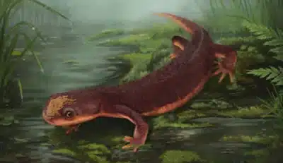 Nabia civiscientrix: Descoberta de Anfíbio Jurássico em Portugal Revoluciona Paleontologia!