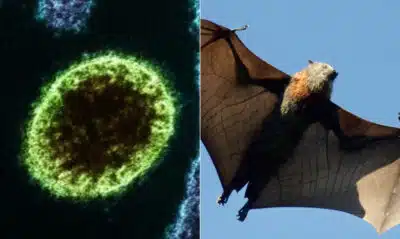 Vírus Nipah: Alerta Global e Risco Emergente para o Brasil – O que você precisa saber!