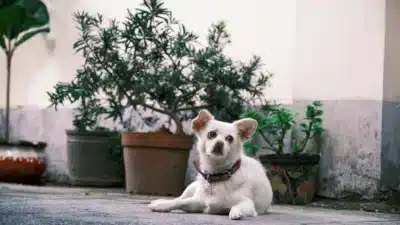 Cães e Humanos: Estudo Revela Impacto Surpreendente na Qualidade do Ar em Casa!