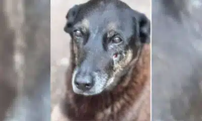 Brasil em Crise: Maus-Tratos e Violência contra Animais Disparam com Alerta!