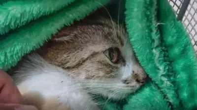 Gata Cai do Prédio em Curitiba: Tragédia e Detenção chocam moradores e expõem casos de maus-tratos!