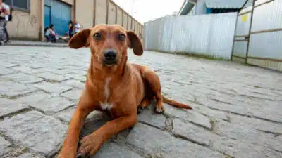 Câmara analisa lei que permite deduzir gastos com saúde de pets no Imposto de Renda