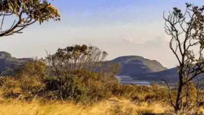 Cerrado em Crise: Alerta Científico Revela Ameaça Existencial ao Ecossistema Brasileiro