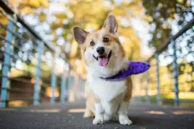 Brasil: A Paixão Pelos Pets Explode e Muda o Mercado!