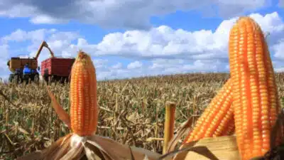 Milho Paulista: Produção Explode e Supera R$ 4 Bilhões em 2025!