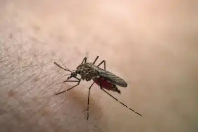 Butantan Acelera Entrega de Vacinas Contra a Dengue para o SUS!