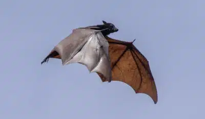 Vírus Nipah: Ameaça Global em Ascensão – Novas Informações Sobre o Perigoso Patógeno!